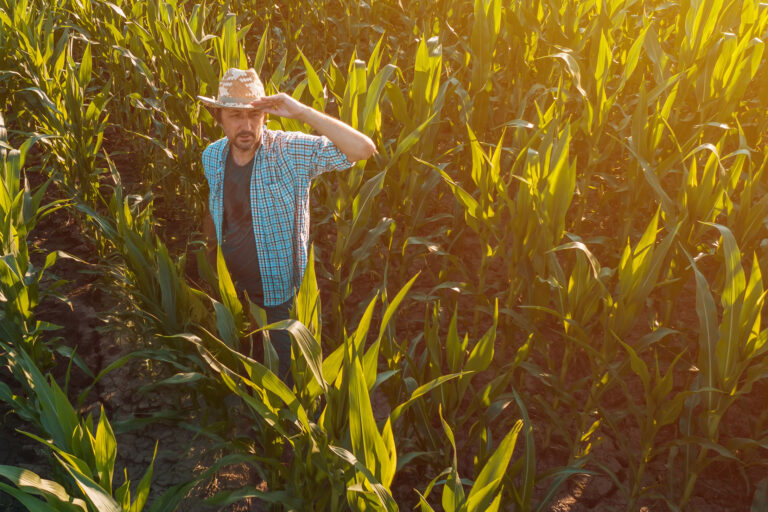 Corn farmer in crop fie 2024 12 06 13 59 59 utc