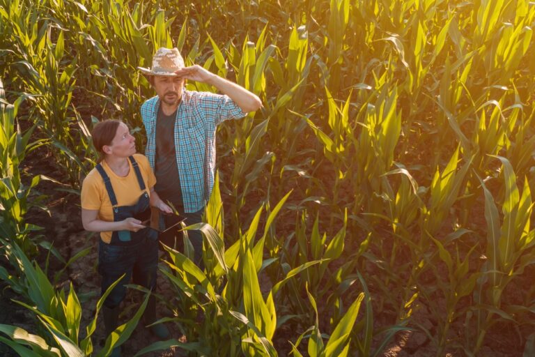 Female agronomist advising corn farmer in crop field